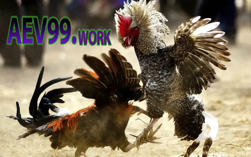 Đa dạng trận đấu diễn ra mỗi ngày tại Đá Gà AEV99